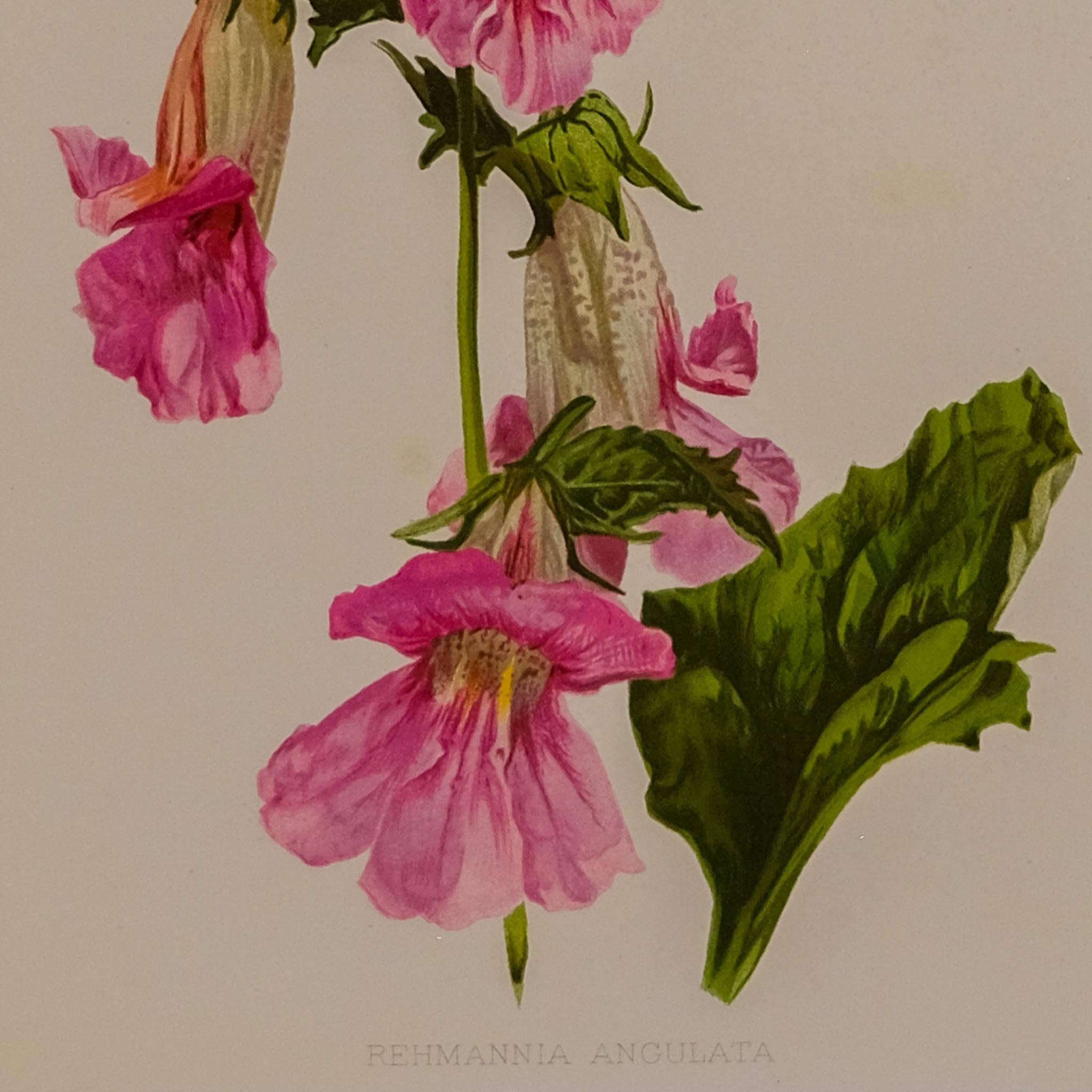 REHMANNIA ANGULATA, FROM: FLORA & SYLVA
