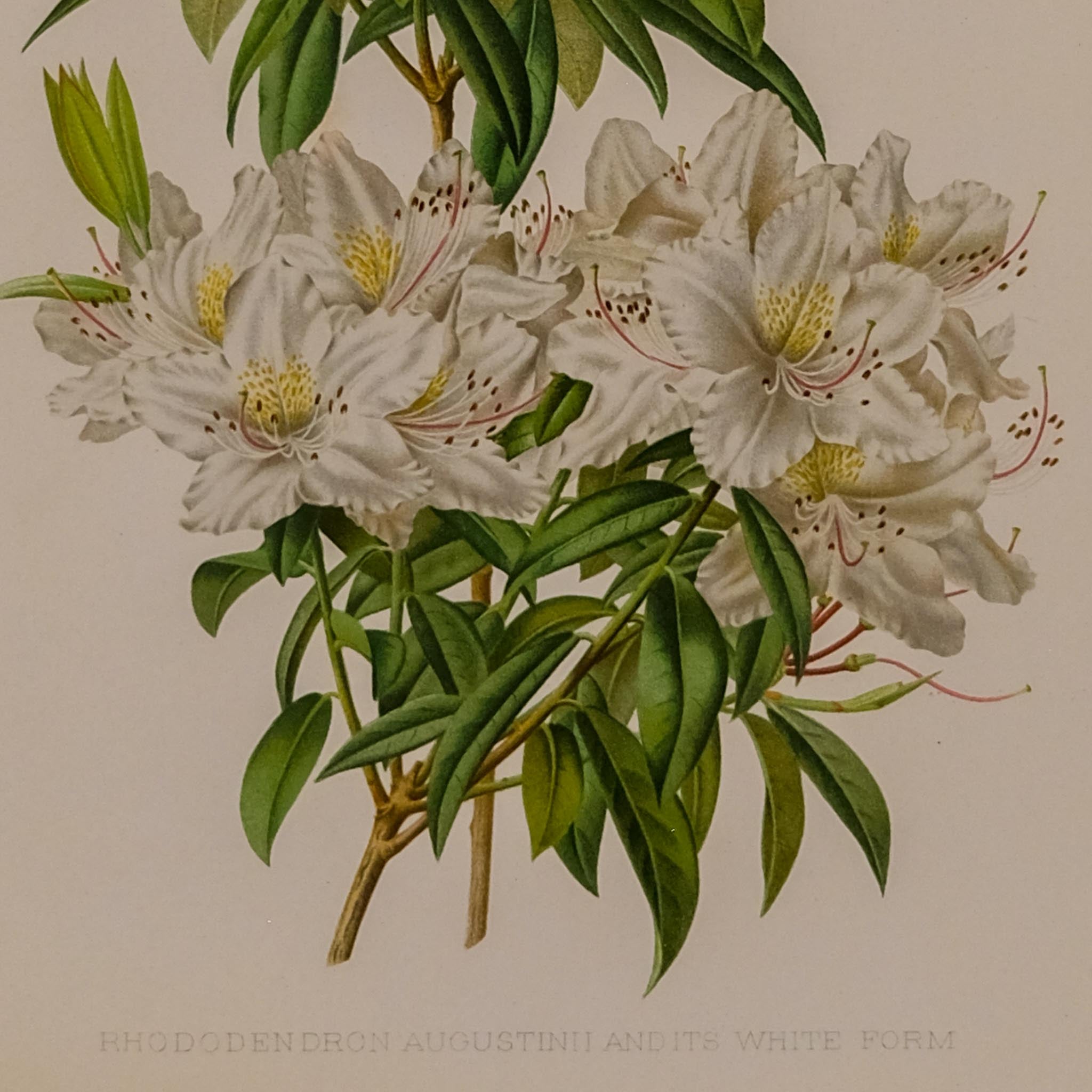 RHODODENDRON AUGUSTINII (WHITE FORM), FROM: FLORA & SYLVA
