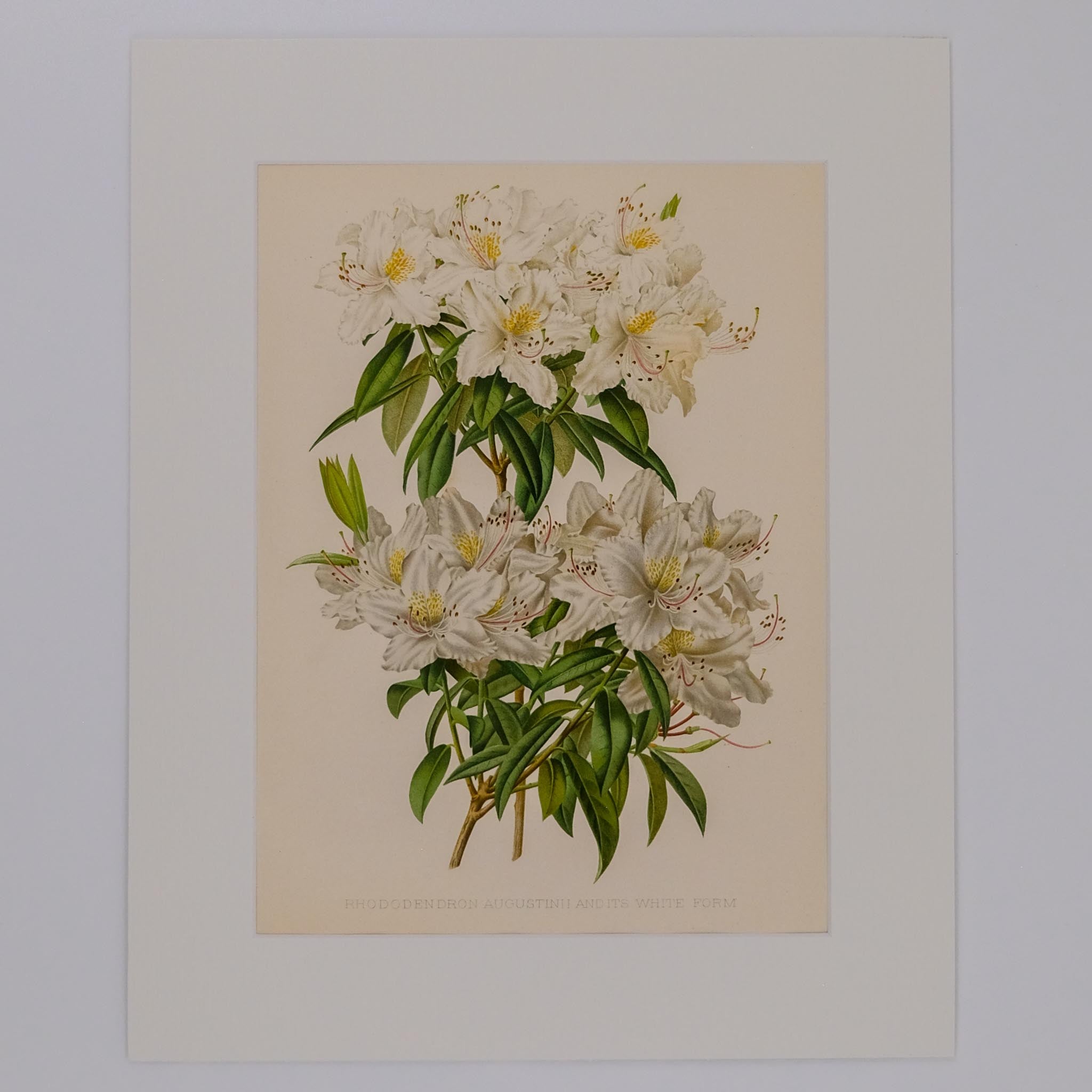 RHODODENDRON AUGUSTINII (WHITE FORM), FROM: FLORA & SYLVA