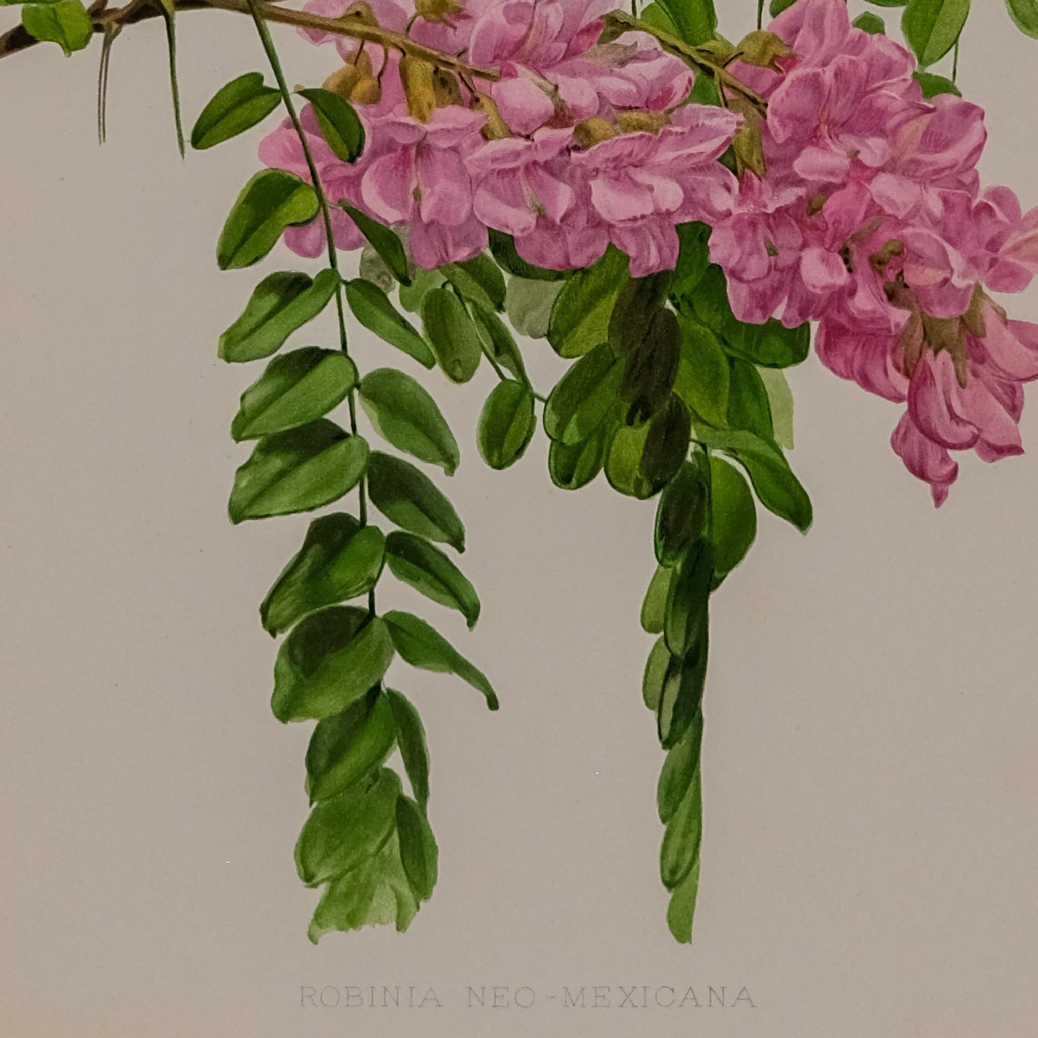 ROBINIA NEO MEXICANA, FROM: FLORA & SYLVA
