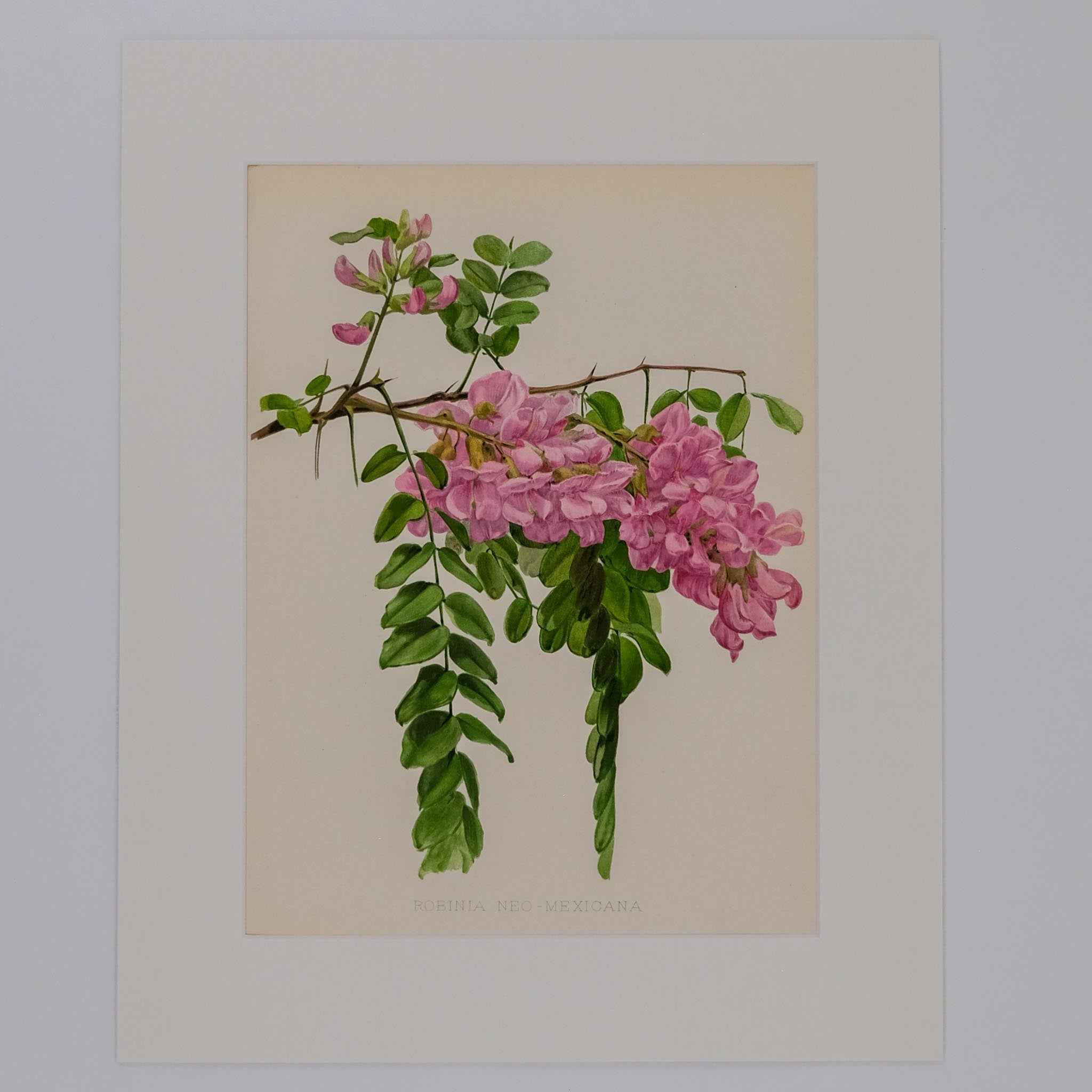 ROBINIA NEO MEXICANA, FROM: FLORA & SYLVA