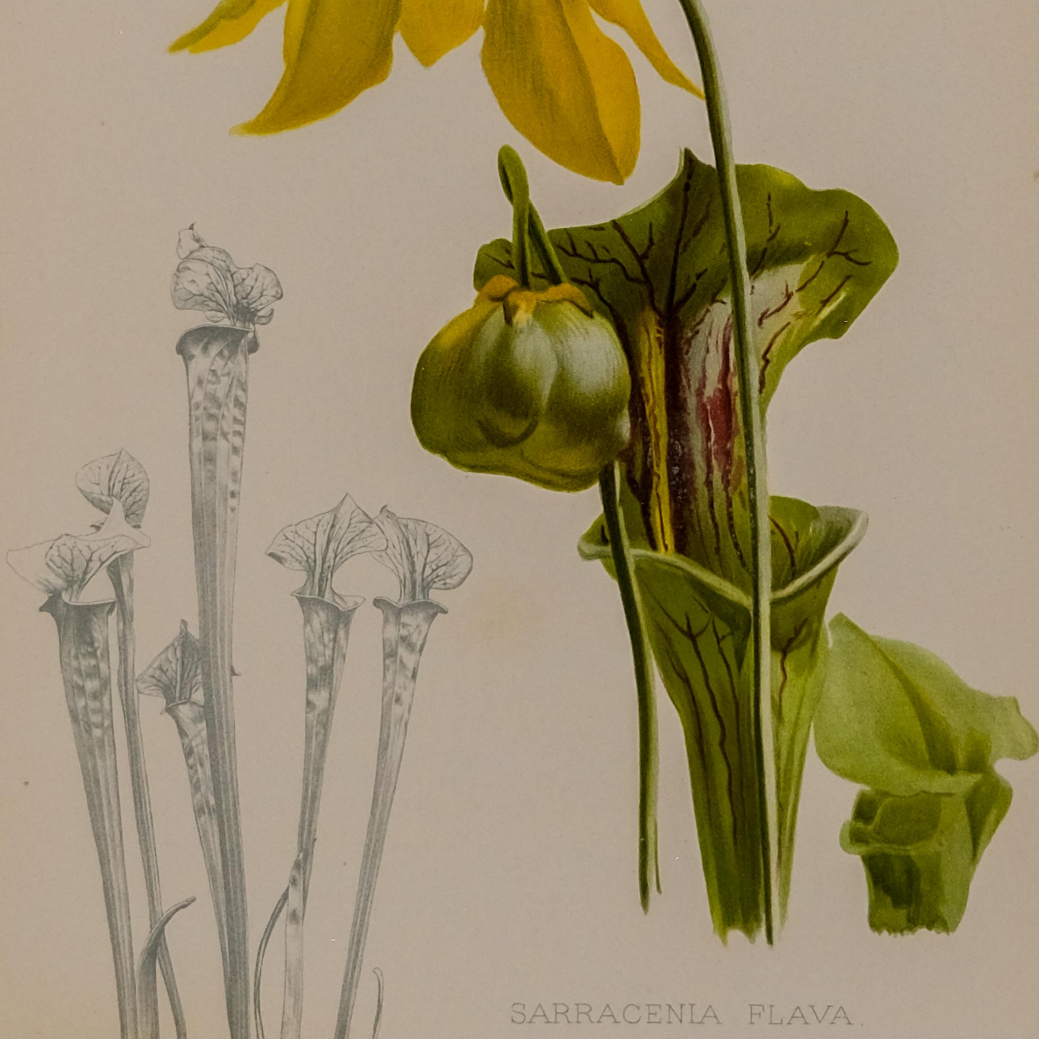 SARRACENIA FLAVA, FROM: FLORA & SYLVA