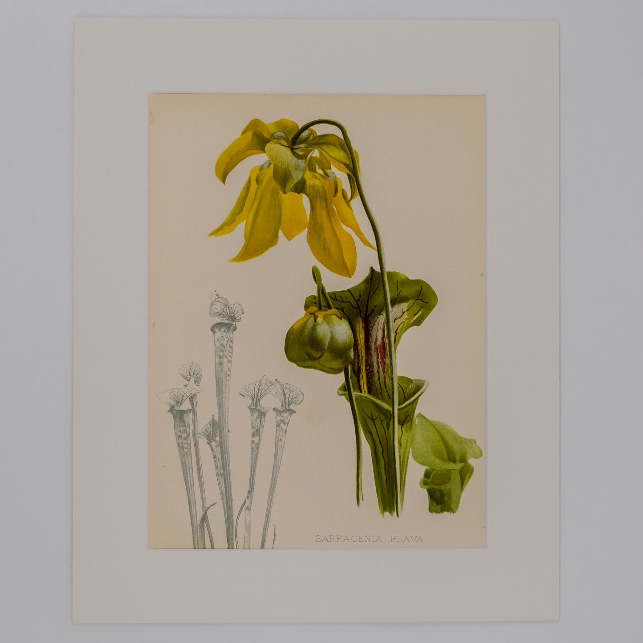 SARRACENIA FLAVA, FROM: FLORA & SYLVA