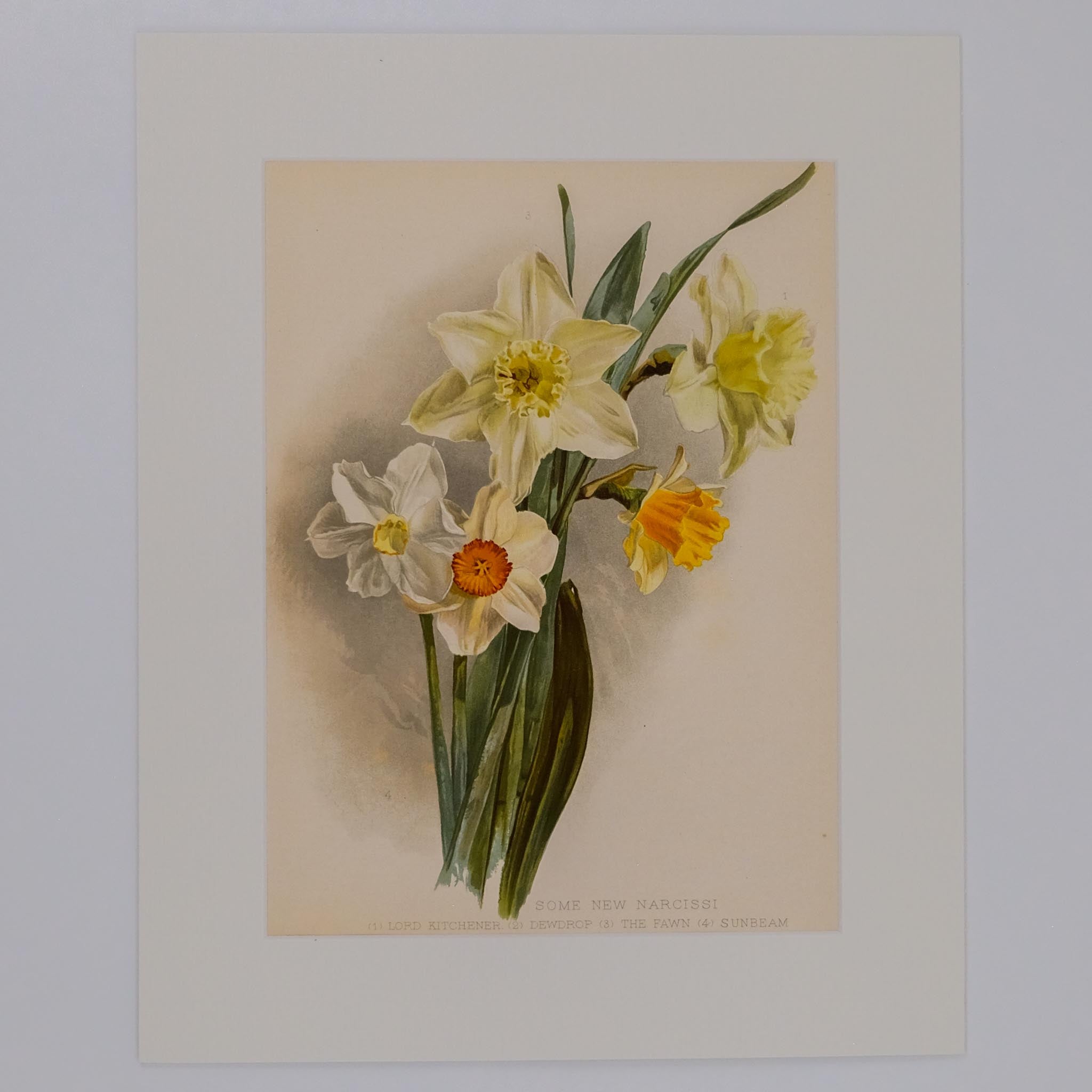 SOME NEW NARCISSI, FROM: FLORA & SYLVA