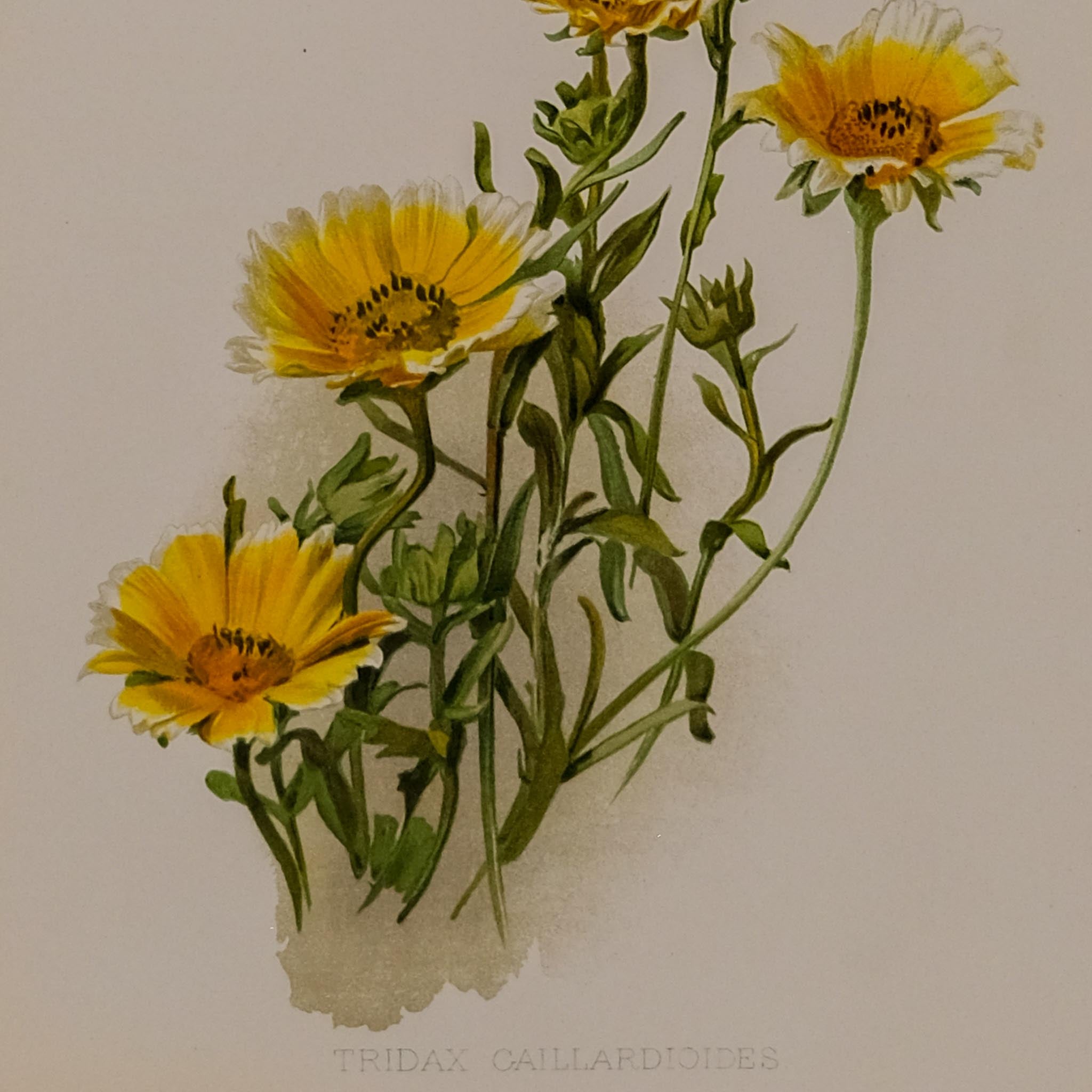 TRIDAX CAILLARDIOIDES, FROM: FLORA & SYLVA
