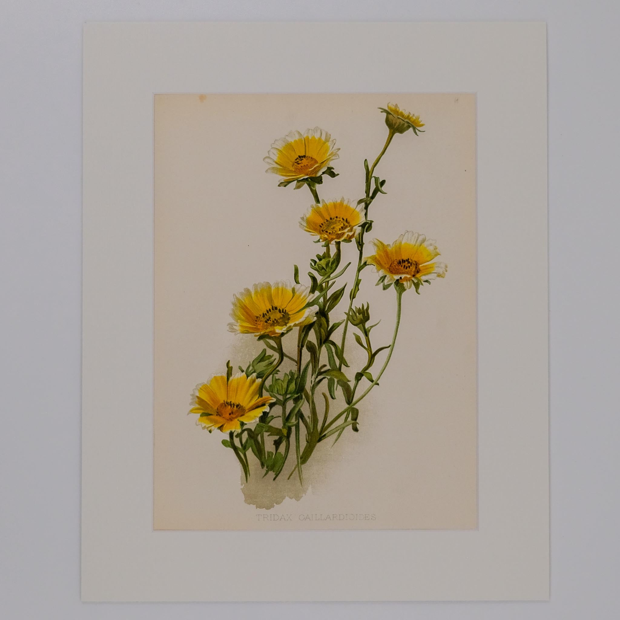 TRIDAX CAILLARDIOIDES, FROM: FLORA & SYLVA