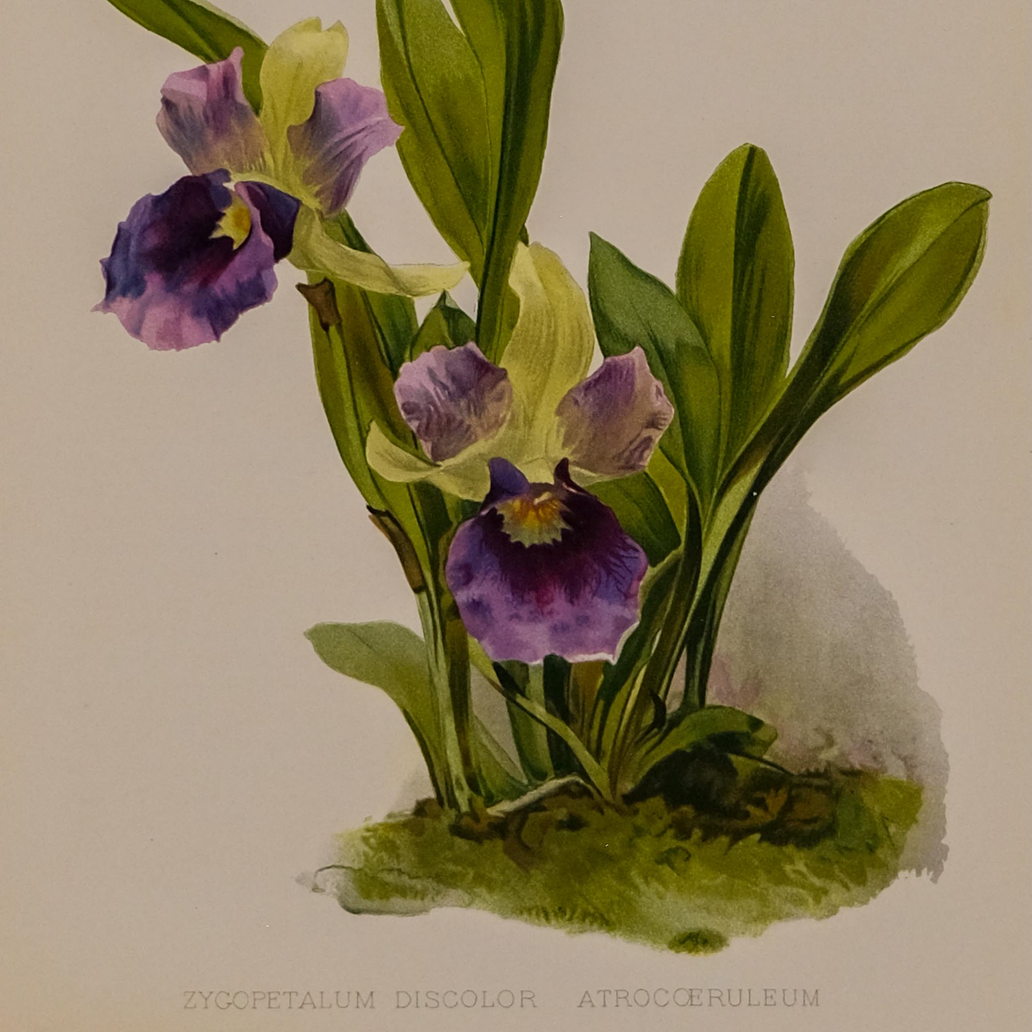 ZYGOPETALUM DISCOLOR ATROCOERULEUM, FROM: FLORA & SYLVA